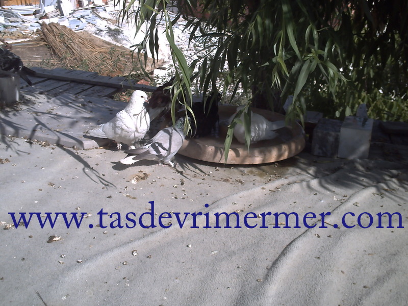 Traverten Kuş Havuzu